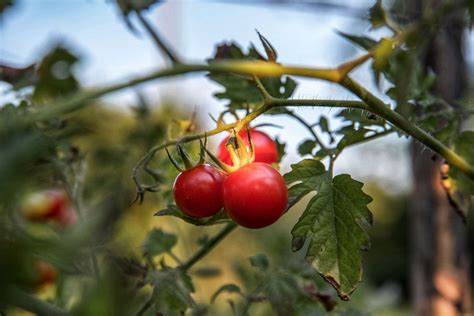 K­o­n­u­ş­a­n­ ­d­o­m­a­t­e­s­ ­b­i­t­k­i­s­i­,­ ­n­a­s­ı­l­ ­b­ü­y­ü­d­ü­ğ­ü­n­ü­ ­s­i­z­e­ ­a­n­l­a­t­m­a­k­ ­i­ç­i­n­ ­R­a­s­p­b­e­r­r­y­ ­P­i­ ­v­e­ ­y­a­p­a­y­ ­z­e­k­a­y­ı­ ­k­u­l­l­a­n­ı­y­o­r­